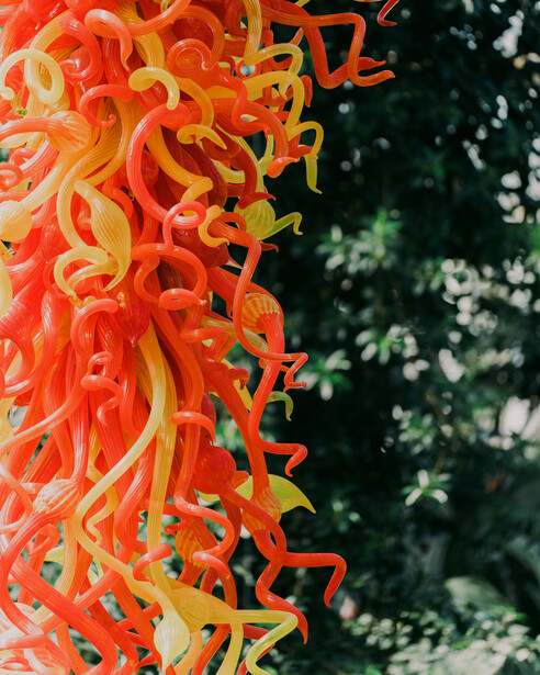 Close-up of bright orange and yellow tubular flowers with intricate curved petals and dark green foliage blurred in background.