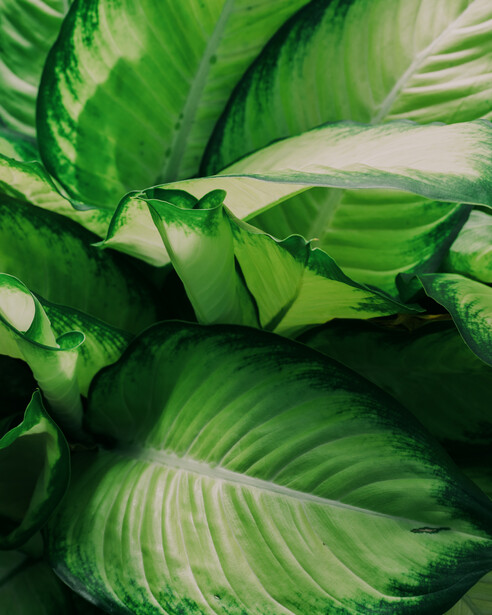 Close-up of layered green leaves with prominent white striping and veining patterns.
