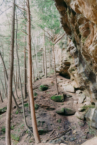 Moss-covered rocks along a forest cliff face with tall bare trees in soft natural light.
