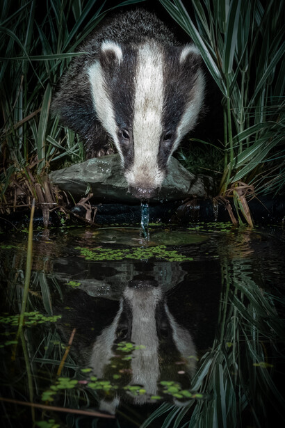 Badger drinking from a pond at night, reflected in still water surrounded by reeds.