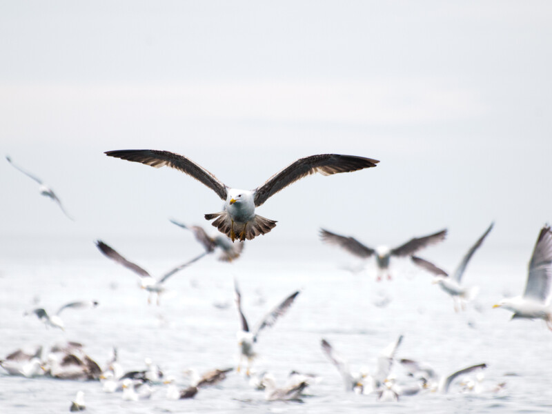 Eagle in sharp focus with wings spread wide, diving toward water surrounded by a flock of blurred birds in flight.