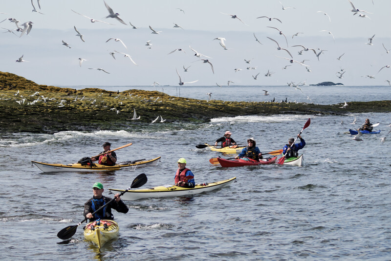 Group of kayakers paddling in coastal waters near rocky shores with seabirds flying overhead.