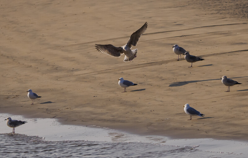 Flock of gulls resting on wet sand with one bird in flight, wings spread.
