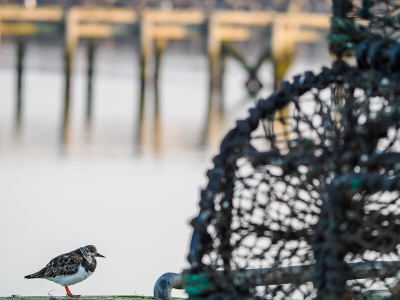 Small shorebird standing on a wooden rail near a fishing trap and pier structure.