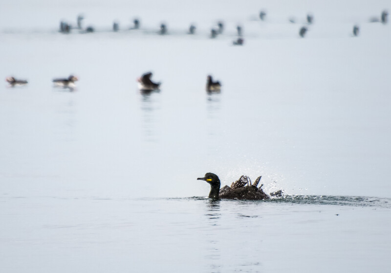 A duck swimming in shallow water with a flock of ducks blurred in the background.