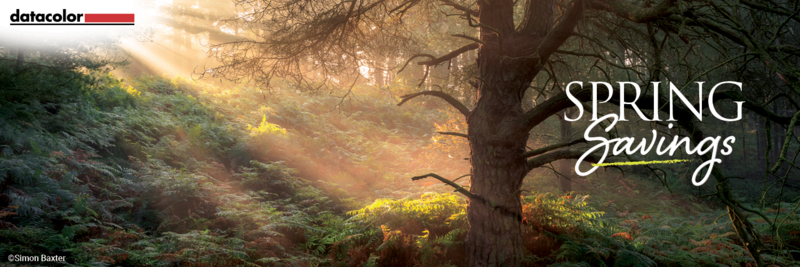 Forest scene with large tree trunk and golden sunlight filtering through canopy and mist.