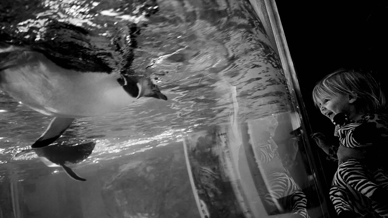 Child in striped wetsuit observing dolphin swimming in dark aquarium tank.