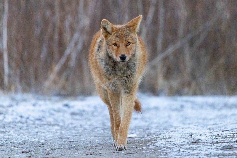 Coyote walking directly toward camera on snowy ground with bare trees in background.