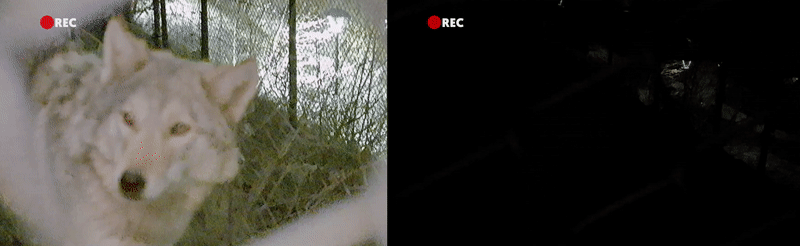 White wolf's face in close-up, captured on night vision or thermal camera footage.
