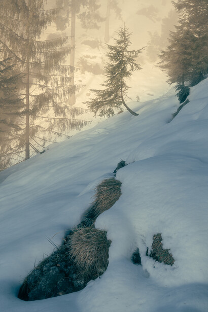 Skier descending snowy slope with exposed rocky outcrops and coniferous trees in misty background.