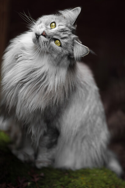 Long-haired gray and white cat with striking yellow eyes looking upward against a dark background.