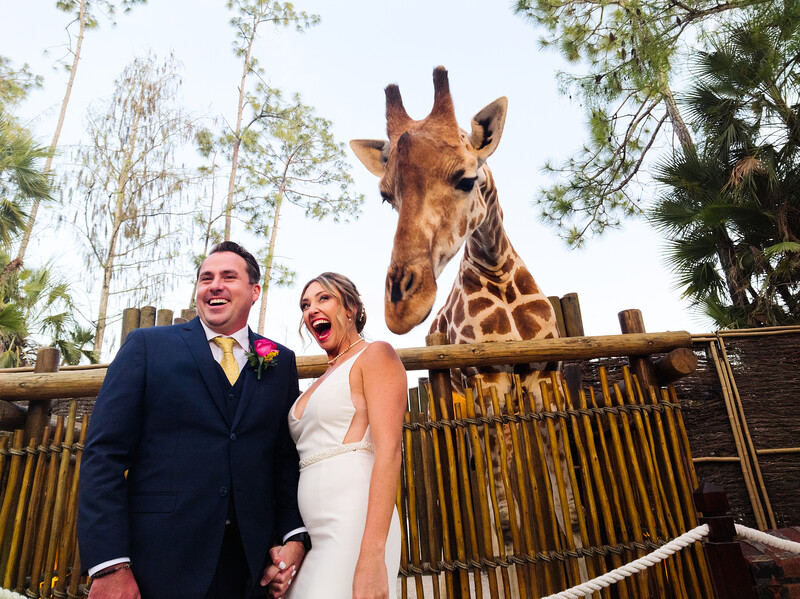 Bride and groom smiling at camera with giraffe behind wooden fence.