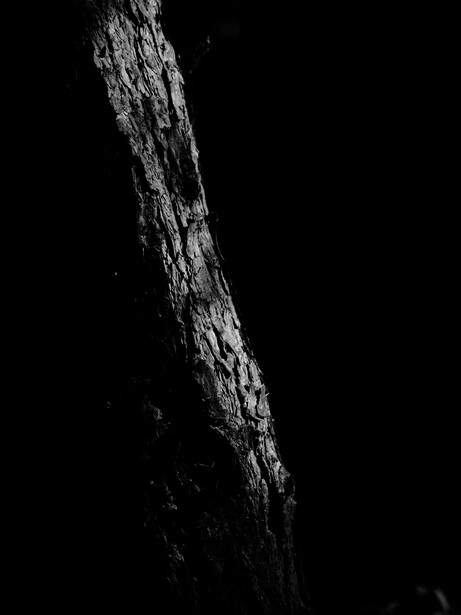 Weathered tree bark with deep cracks and texture against a dark background.