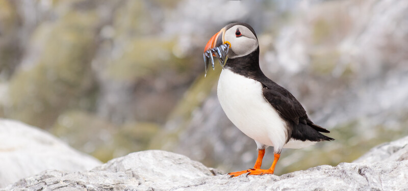 Puffin perched on a rocky outcrop, holding small fish in its beak.