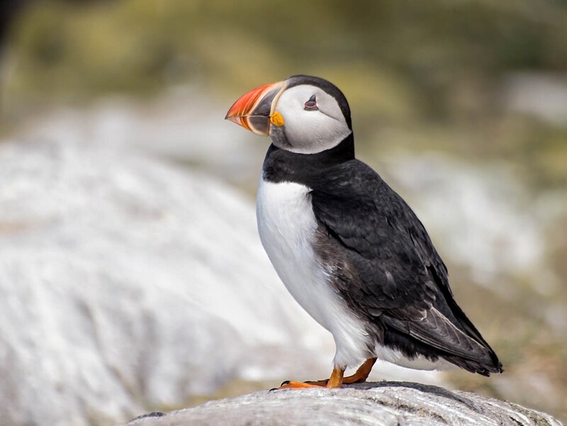 Atlantic puffin perched on a rock, displaying distinctive black and white plumage with orange beak and feet.