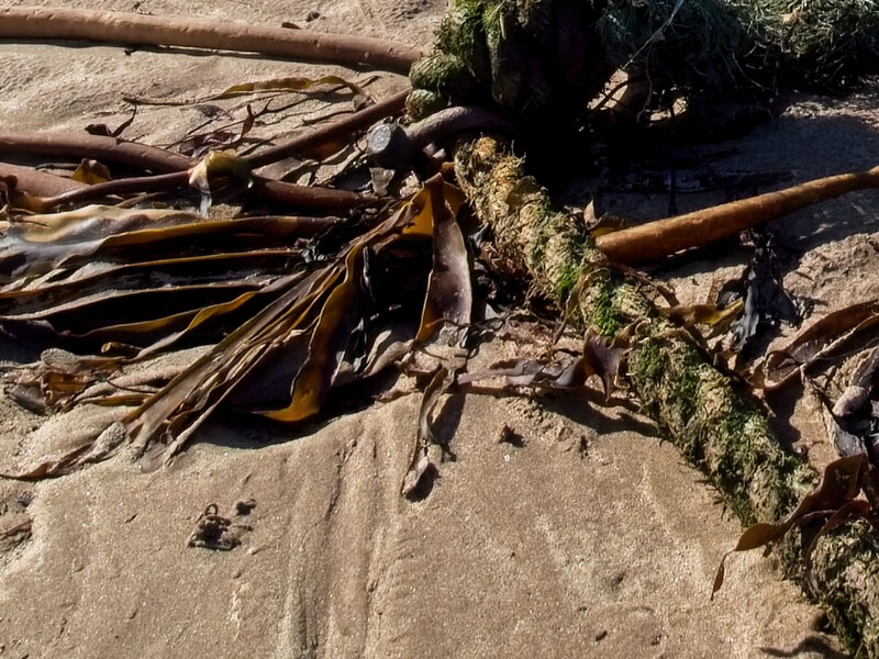 Weathered driftwood and kelp on sandy beach with moss-covered rocks.
