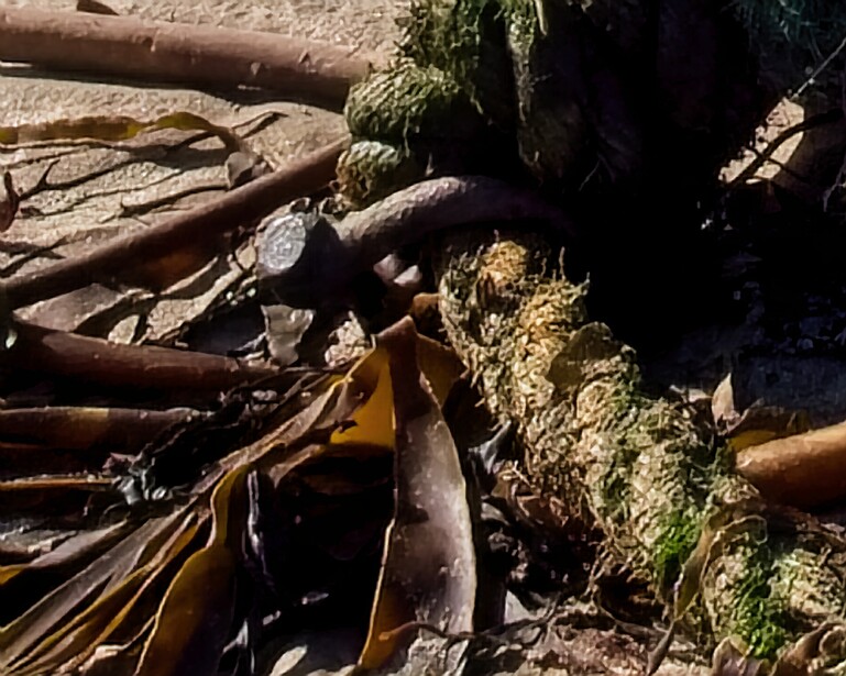 Fallen logs and branches covered in moss and lichen scattered on forest ground.