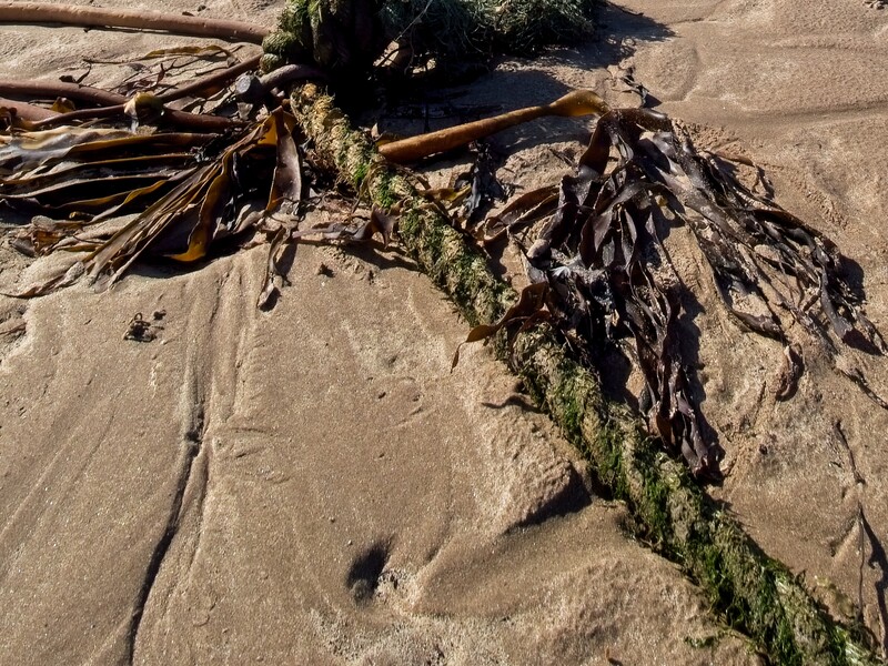 Weathered driftwood with green moss growth lying on rippled sand beach.