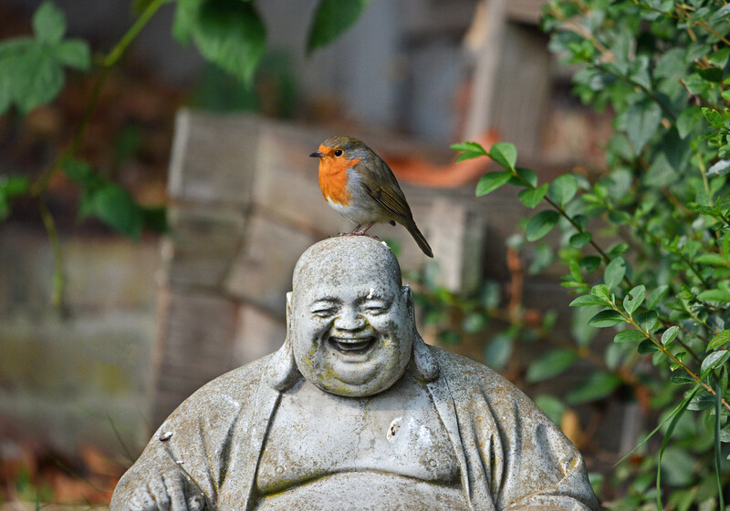 A robin perched on the head of a weathered stone Buddha statue surrounded by ivy.