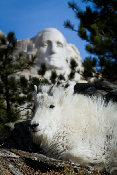 White mountain goat resting on rocky ground with Mount Rushmore visible in the background.