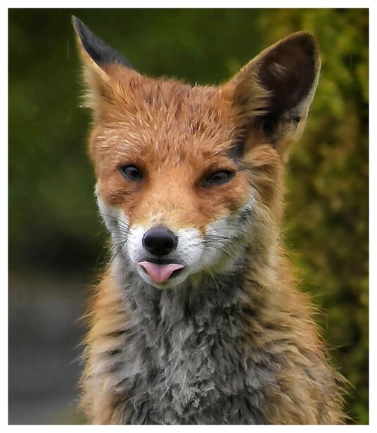 Red fox with alert expression facing camera against blurred green background.