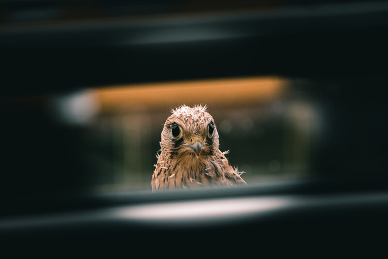 Close-up portrait of a raptor with sharp eyes and ruffled plumage framed through a window or enclosure.