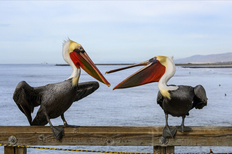 Two pelicans perched on a wooden rail, beaks touching in an interactive moment.
