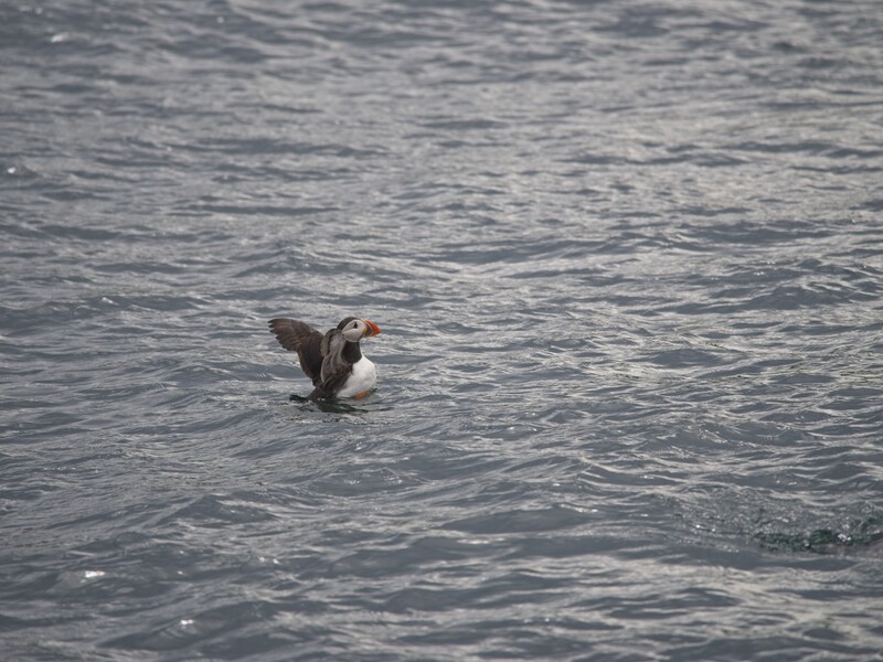Waterfowl with reddish head taking flight from calm gray water.