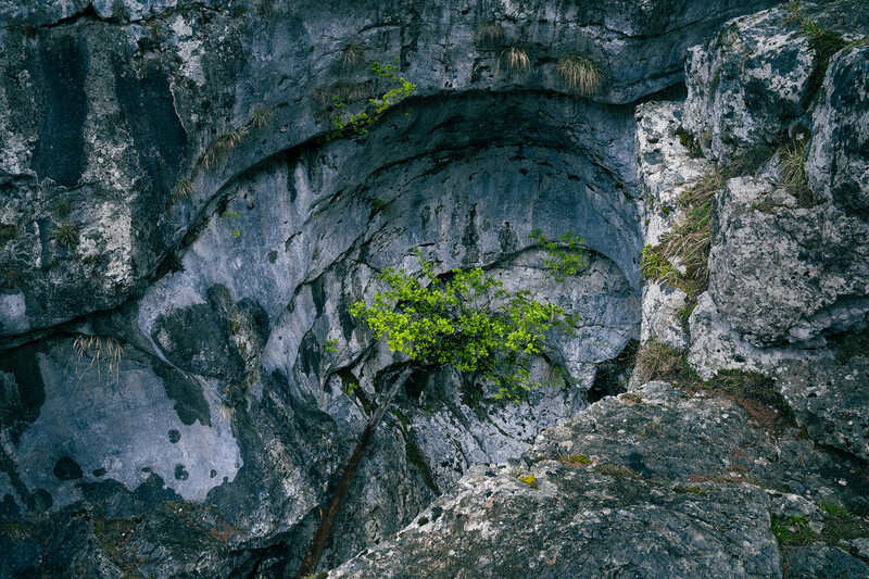 Small green plant growing from crevice in weathered stone wall with moss and lichen.