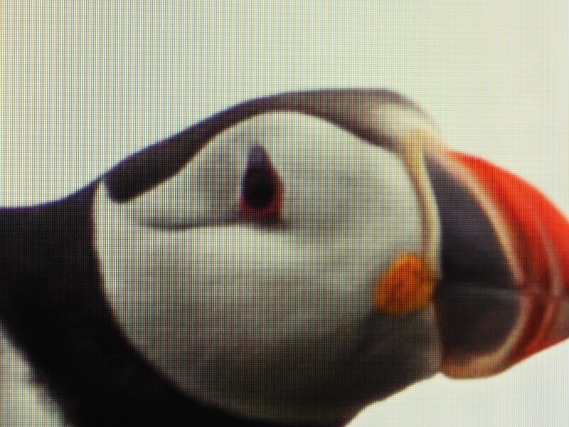 Close-up of a puffin's head showing distinctive white face, dark upper plumage, and colorful orange beak.