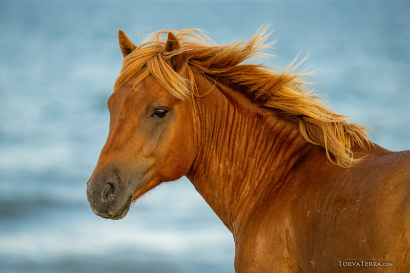 Chestnut horse with flowing mane against blue ocean backdrop.