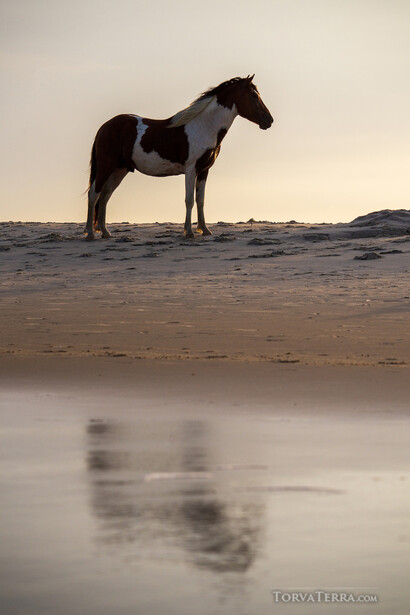 Dark horse standing on wet beach sand with its reflection visible in the water below.