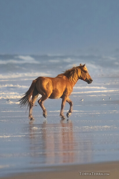 Chestnut horse trotting across wet sand beach at golden hour with ocean and sky behind.