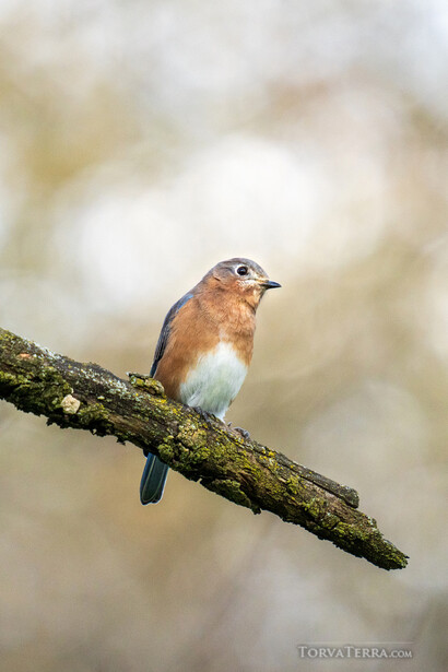 Robin perched on a moss-covered branch with soft, blurred background.