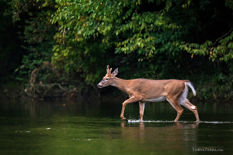 Deer wading through shallow water with dense green foliage in background.