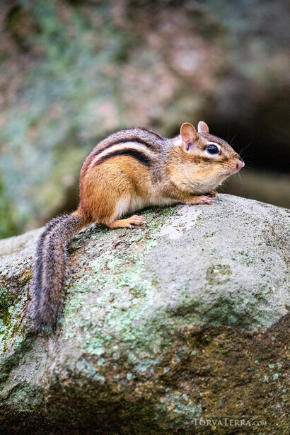 Chipmunk perched on lichen-covered rock with blurred background.