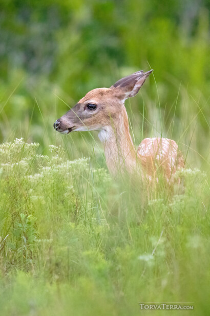 Young deer standing in tall grass and wildflowers, looking toward the camera.