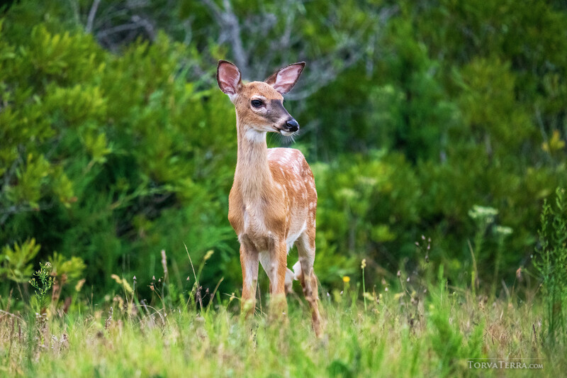 Young white-tailed deer standing alert in a grassy meadow with green trees in the background.