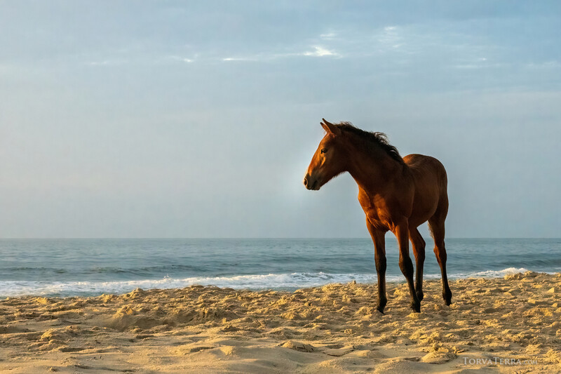 Chestnut horse standing on sandy beach with ocean and sky in background.