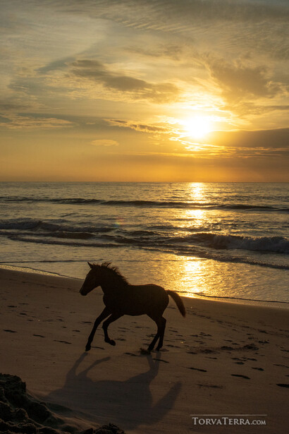 Horse galloping along wet sand beach at sunset with golden light reflecting off water.