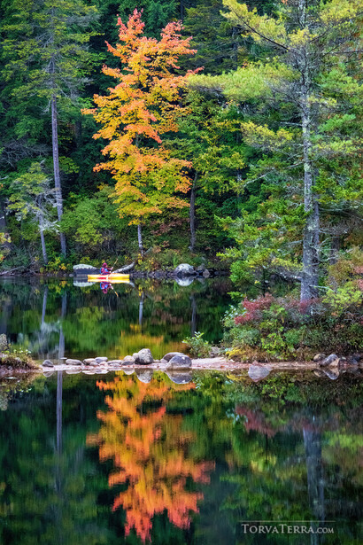 Golden tree reflected in still lake water surrounded by evergreens and autumn foliage.