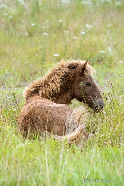 Brown horse with flowing mane lying in tall grass field.