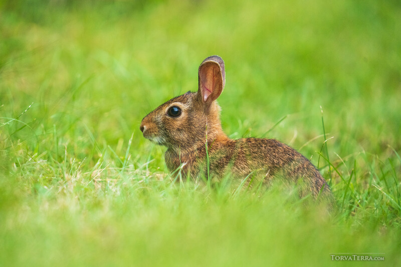 Brown rabbit sitting alert in tall green grass, ears upright and eyes forward.