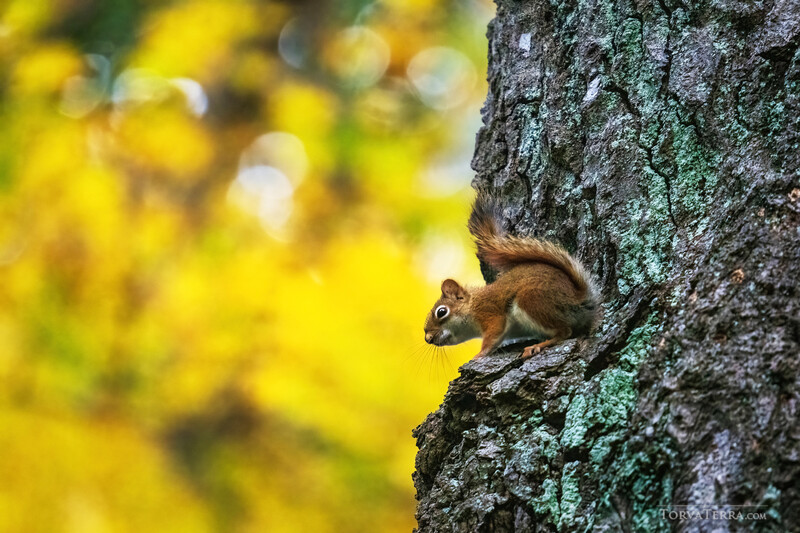 Red squirrel clinging to a lichen-covered tree trunk with blurred yellow foliage in the background.