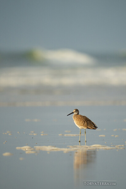 Shorebird standing in shallow water at the beach with soft morning light and blurred waves in background.