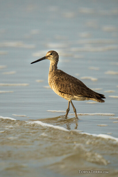 Sandpiper standing in shallow water at the shoreline, captured in profile with golden hour lighting.