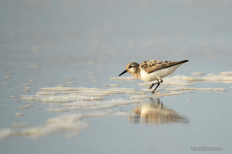 Small shorebird standing in shallow water with golden-hour sunlight and rippled reflections.