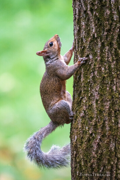 Brown squirrel clinging to a moss-covered tree trunk against a blurred green background.
