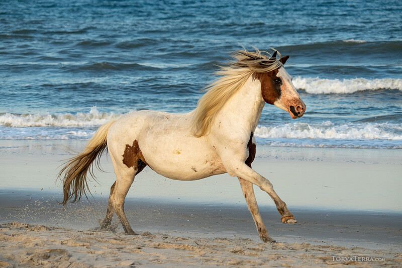 Buckskin horse with brown markings trotting along a sandy beach with ocean waves in the background.