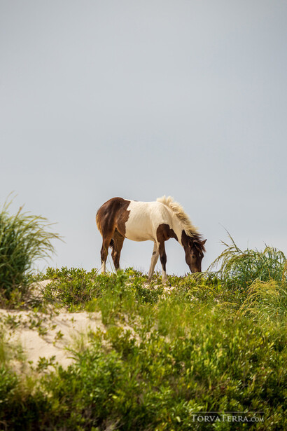 Tan horse grazing on a hillside covered with green vegetation against a clear sky.